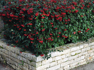 Vivers Càrex - Cotoneaster lacteus